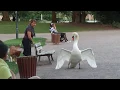 Download Lagu Dog vs Swan in Strasbourg, France