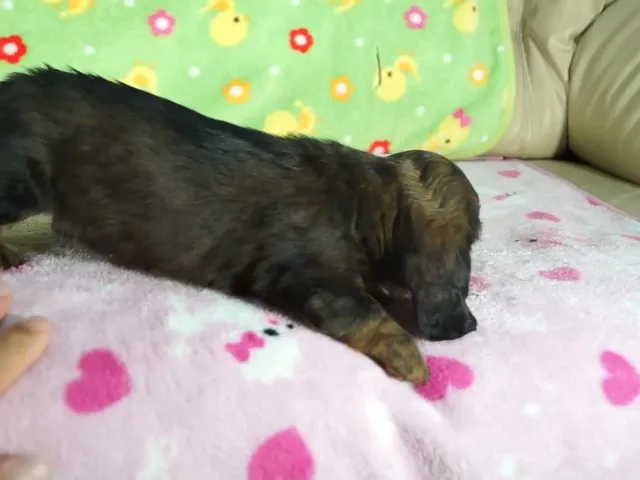 動画
