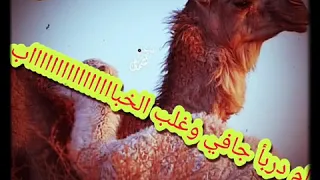 تراث الرزيقات في دار فور دوبيت 