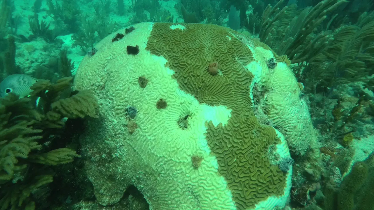 Lesson: Coral Health & Disease