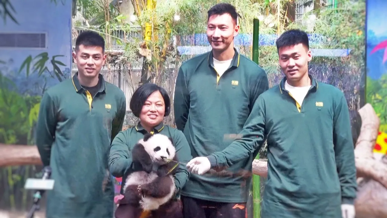 Giant panda Guo Qing celebrates its 100-day birthday