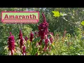 Lagu AMARANTH - An Amazing SUPERFOOD! HOW TO Harvest, Dry, Store, Thresh, Winnow \u0026 Make Into Flour!