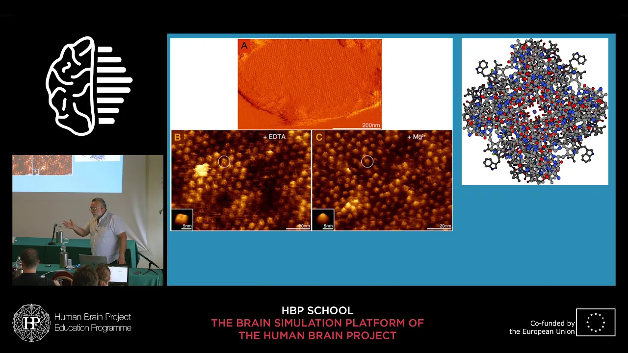 Migliore Michele - Scientific drive: Single cell modelling
