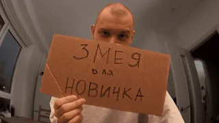 Идеальная змея для новичка: мой поход в зоомагазин | VLOG