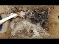 Download Lagu Baby bird killed by maggots