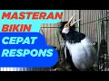 Download Lagu RATA RATA jalak suren lain CEPAT RESPONS dan GACOR kalau dengar masteran jalak ini