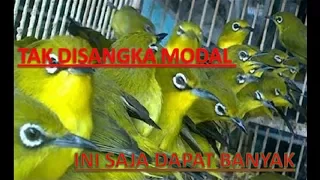 kompilasi suara burung untuk mikat ampuh