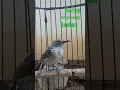 Pancingan korlap betina panggil kawan@sutik channel.part 015