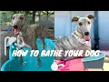 HOW TO BATHE YOUR DOG LARGE DOG GREYHOUND DOG HATES BATHS