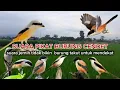 Download Lagu Suara pikat burung cendet paling ampuh untuk segala jenis burung cendet