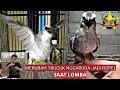 Download Lagu Merubah Trucuk Nggaruda Jadi Ropel Saat Lomba