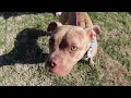 St Pitties Day Independence Animal Services