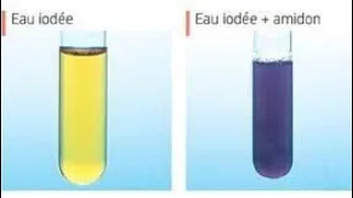 الكشف عن النشاء بماء اليود 