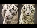 3D White Tiger Model Partial Turntable Animation