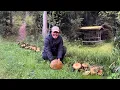 Download Lagu NAGKALAT ANG KABUTE SA MALA-PARAISONG GUBAT NA NADISKUBRE!!! MUSHROOM FORAGING, PICKING AND HUNTING!
