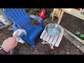 How to Help An Egg Bound Hen