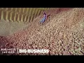 Download Lagu Why Millions Of Potatoes Are Being Thrown Away During The Pandemic | Big Business