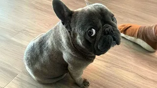 Get Ready to Die LAUGHING at These French Bulldogs 😂 Funniest Dog Videos