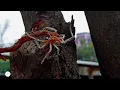 Palystes superciliosu spider Common Rain Spider Palystes superciliosus - iNaturalist