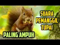 Download Lagu SUARA PANCINGAN TUPAI ATAU BAJING PALING AMPUH | PEMANGGIL TUPAI SEMUA JENIS
