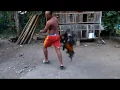 Download Lagu Video lucu gokil bikin ngakak!! Manusia Vs Ayam Jago