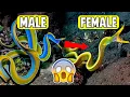10 ANIMALS That Can CHANGE THEIR GENDER