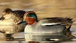 صوت حذاف راقي 