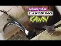 Download Lagu Pancingan dan Terapi Suara Murai Batu Cepat Birahi dan Kawin | Terapi Murai Kawin!!!