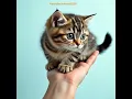 Lagu What a cute cat!😽 #trending #shorts