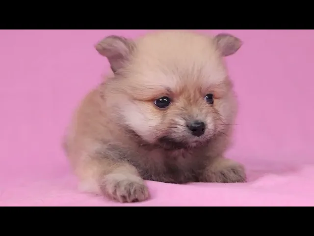 動画
