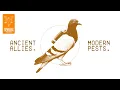Download Lagu Pigeons: From Ancient Allies to Modern Pests