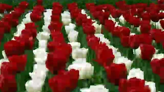 لزرعلك بستان ورود  دندنها