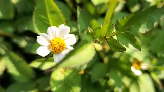 The Memory Of Battle 