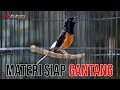 Lagu MATERI JOS !! Isian mewah SIAP GAS GANTANGAN | shama bird song