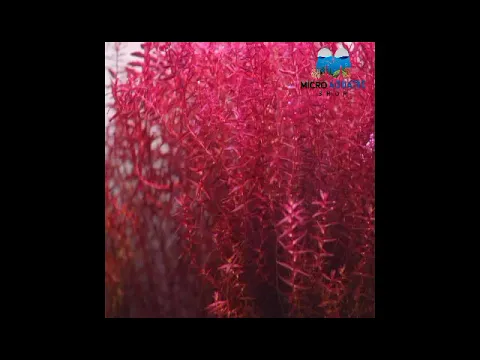 Download MP3 Rotala sp\