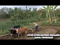 Download Lagu Uyon Uyon Jampi Sayah Bikin Kangen Kampung Halaman Seperti Era Thn 1980an