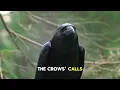 Why Crows Hold Funerals for Their Dead