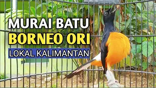 bikin murai lain emosi aksi murai batu borneo ori hutan kalimantan