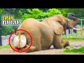 Download Lagu WOW!! Tak Disangka-sangka, Ternyata Begini Proses Hewan Melahirkan Paling Unik - Gajah Melahirkan