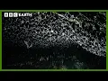 Frozen in Time Hidden Bat Caves Beneath Himalayas Mountains Life Above The Clouds BBC Earth