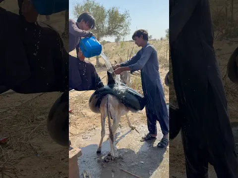 حياةٌ قاسية في الصحراء… الأهالي ينقلون الماء على ظهور الحمير لتأمين الشرب لأسرهم