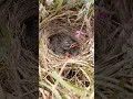 Download Lagu cute pipit babies #birds #birdswatching #birdplusnature