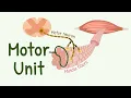Motor Unit Motor Neurons and Skeletal Muscle Fibers Recruitment of Small and Large Motor Units