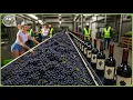 Download Lagu How Million Tons of Grapes Are Turned Into Wine In Mega Factory – Amazing Grape Farming