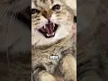 Download Lagu KUCING IMUT KALO LAGI MARAH