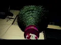 Download Lagu Hari Om tat sat Jai Guru Gorakh |Gogaji song