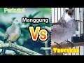 Download Lagu perkutut VS suara burung trucukan duet mantap...