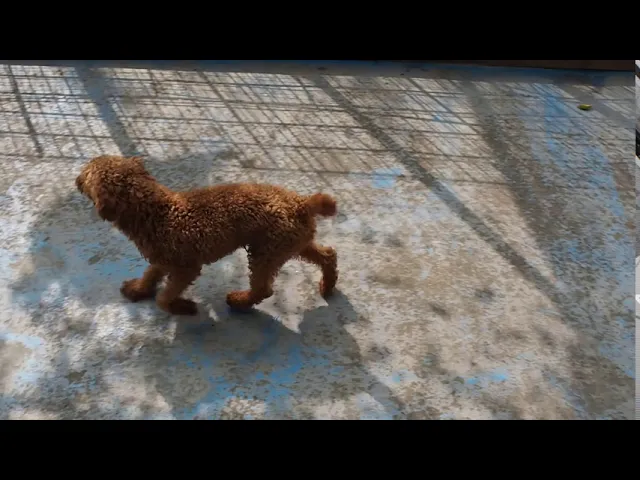 動画