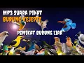 Download Lagu Mp3 Suara Pikat Burung Kejepit || Bikin Semua Burung Penasaran