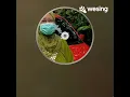 Download Lagu SDH TAK CINTA ❤️🥰 BARA BERE ,,,BND NING AFF ❤️🥰 WESING